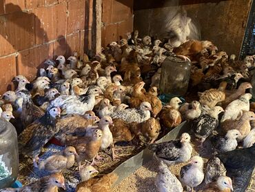 Toyuqlar: Satılır durçinka,serbilis,hündüşka -da lalafo.az — 12 Toyuqlar: Satılır durçinka,serbilis,hündüşka — 12