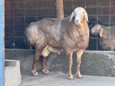 Баран, овца: Продаю | Баран (самец) | Арашан | Для разведения | Осеменитель — 7