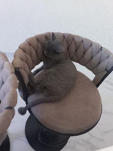 Pişiklər: Britan, Dişi, Yaxşı əllərə, Ünvandan götürmə — 3