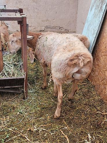 Продам с/х животных: Продаю | Баран (самец) | Для разведения | Племенные — 3