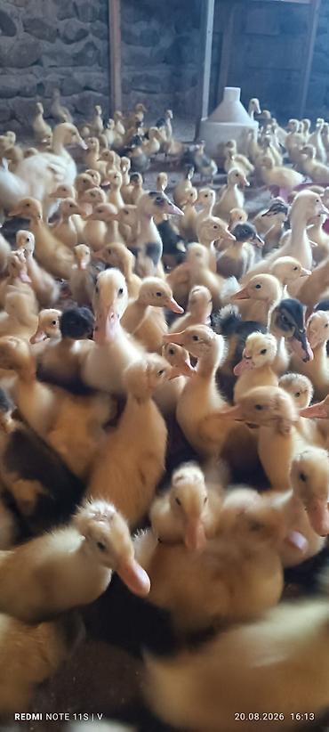 baliq yemleri: Məhsul: Cücədən çıxmış ördək balaları (broylinq və yerli xətlər — 3
