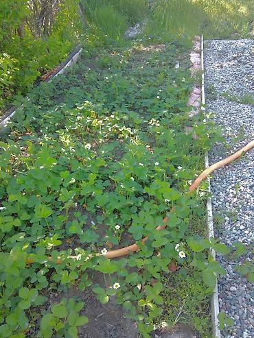 Продажа дач: Продается Дача с участком 6сот - Двухэтажный дачный дом с мансардой и — 22