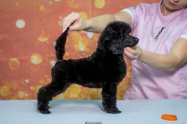 psi na prodaju kragujevac: Medium pudle štenci Odgajivačnica OBUCINA’S FCI 8048. Medium poodle