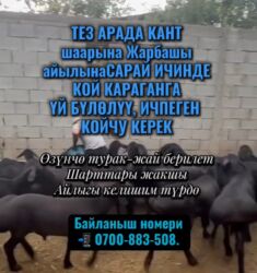 вакансии в частных школах бишкека: Требуется Пастух, Оплата Сдельная, Обучение