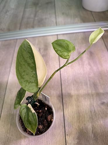 Эпипремнумы и сциндапсусы: Сциндапсус (Epipremnum/Scindapsus) вариегатный в горшке. Особенности — 16