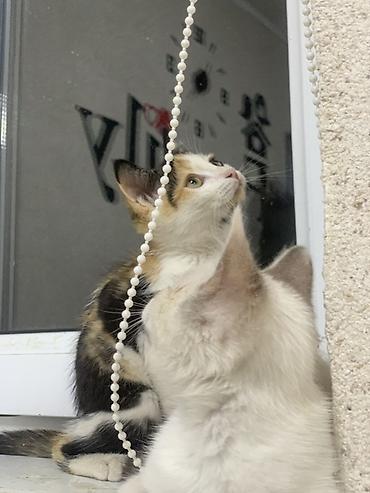 chi su: Кошка даром: Беспородная, 3 месяца, Девочка, Приучена к лотку — 2