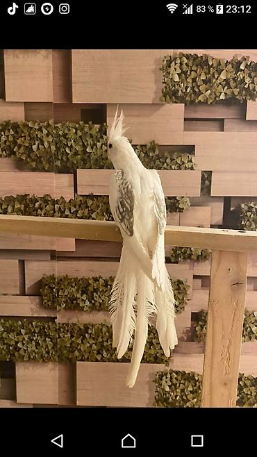 Tutuquşları: Yanaqsiz karellalar və yaponi̇clər satişdadi
yaponiclər cüt 80 azn -da lalafo.az — 2 Tutuquşları: Yanaqsiz karellalar və yaponi̇clər satişdadi
yaponiclər cüt 80 azn — 2