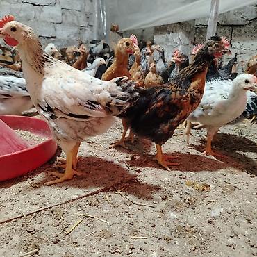 brama cuceler: Toyuq cücələri, Damazlıq, Ünvandan götürmə — 9