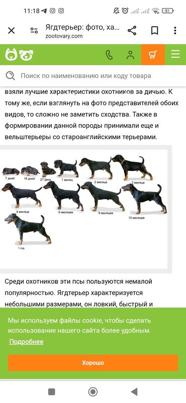 лекарство для животных: Ягдтерьер щенки немецкий охотник