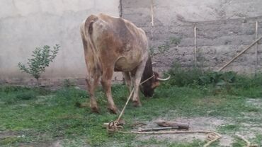 домик бутка: Карова. уй сатылат. бооз 5 айлык