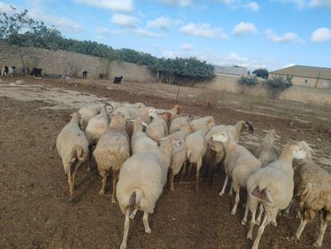 simmental ineklerin satisi: 21 qoyun 1 qoç 3 keçi 3 çəpiş 11 quzu kom və tək satılır Unvan hövsan
