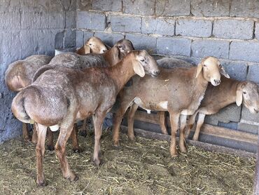 Бараны, овцы: Продаю | Баран (самец) | Гиссарская | Для разведения | Племенные