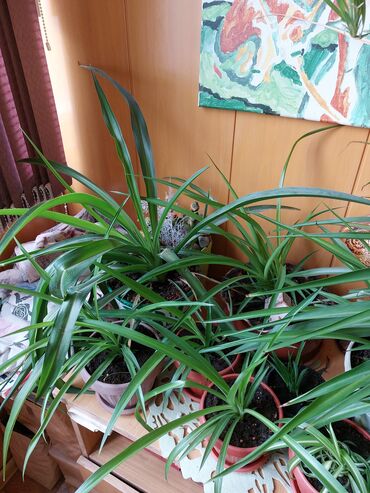 растения в офис: Хлорофитум,очень полезное растение для домаофиса,цены от 150
