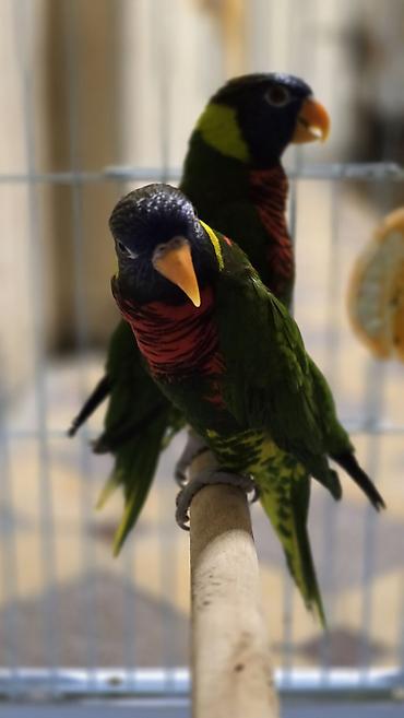 живой вес: 🌈🦜 РАДУЖНЫЕ ЛОРИКЕТЫ — ГОТОВАЯ ПАРА! 🔥 💎 Яркие, красивые и невероятно — 7