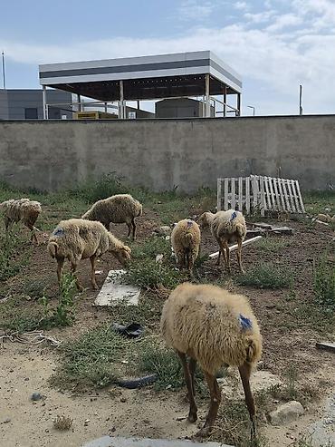 Бараны, овцы: 8 Qoyun sürüsü Təsvir: - Şəkillərdə görüldüyü kimi müxtəlif yaş və — 7