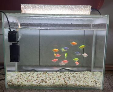 аквариум без рыб: Ciddi şexsler narahat etsin.vasapla elaqe saxlayin. 050 392.21.92