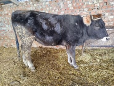 Коровы, быки: Продаю | Тёлка | Голштин, Швицкая | Для молока — 8