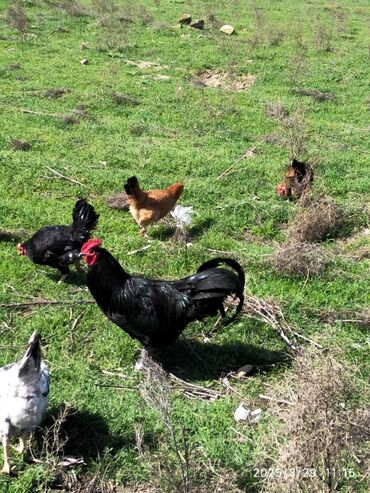 yapon xoruzu: Mayalı Avstroloq yumurtası ünvan Binəqədi - Novxanı şossesi