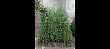 agaclar: Thuja (arborvitae) əkiləcək tinglər - Növ: həmişəyaşıl iynəyarpaq — 4