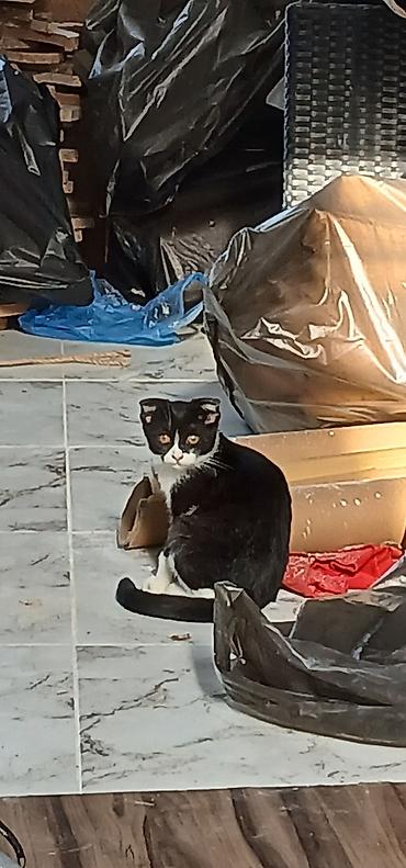 tuklu pisik: Yaxşı əllərə — 2