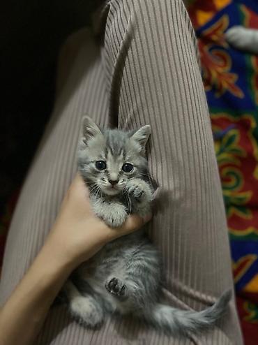 котята шотландцы купить: 1 месяц, Девочка, Приучена к лотку — 6