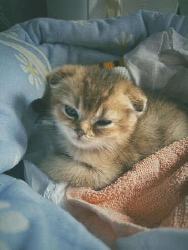 мейн кун бишкек питомник lyubushka купить котенка цена фото: Продам котенка!!! Шиншилла Форд. Мальчик,2 месяца. В стоимость входит