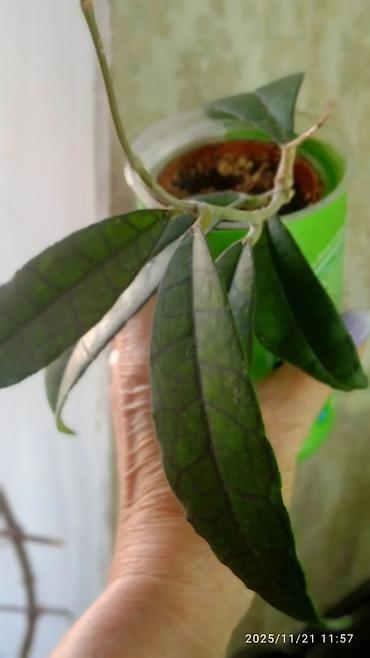 Хойи: Хойя вариегатная (Hoya carnosa variegata) — компактные укоренённые — 5