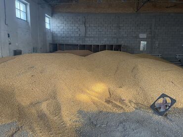 ������ ������������ в Кыргызстан | КОРМА ДЛЯ С/Х ЖИВОТНЫХ: Продаётся кукуруза оптом 400 т