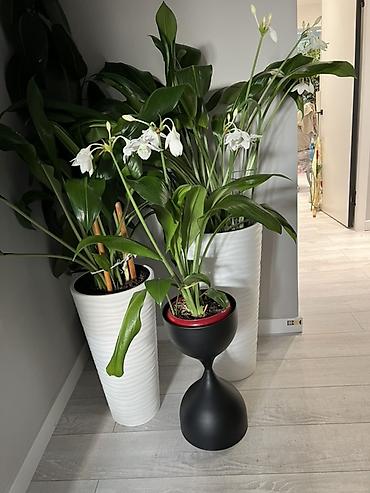 Драцены и Сансевиерии: Доставка по городу бесплатно . Адаптированные пересаженные Комнатные — 81