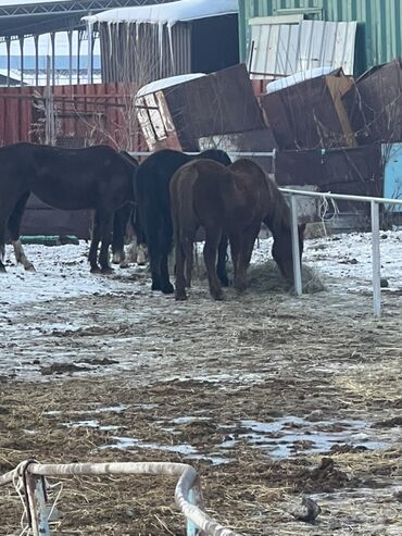 Лошади, кони: Продаю | Кобыла (самка) | Полукровка | Для разведения | Племенные — 6