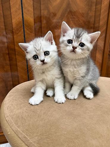 Pişiklər: Tabbi, Erkək, Yaxşı əllərə, Ünvandan götürmə — 6