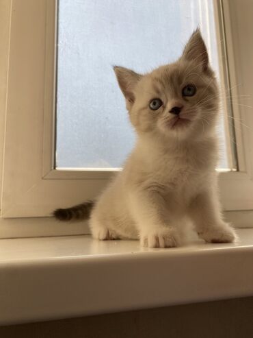 шотландский кот: Скотиш Страйт (Шотландская прямоухая), 1 месяц, Мальчик, Белый
