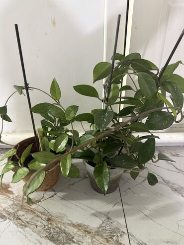 Женское счастье (Спатифиллюм): Комнатные цветы Диффенбахия 500 с Монстера 2000 Фиалки 250 с — 14