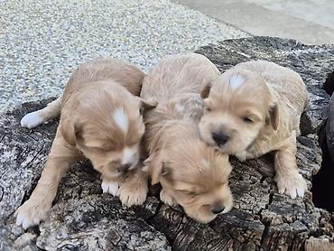 Psi: Maltipoo štenci, prelepe bebe Na prodaju prelepi štenci maltipoo na lalafo.rs — 10 Psi: Maltipoo štenci, prelepe bebe Na prodaju prelepi štenci maltipoo — 10