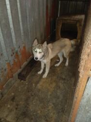 купить рабочую охотничью собаку: Лайка, 6 месяцев, Самец