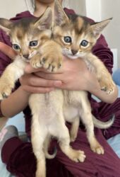 дом для кош: Абиссин, 1 айлык, Ургаачы, Лотокко барууга үйрөтүлгөн