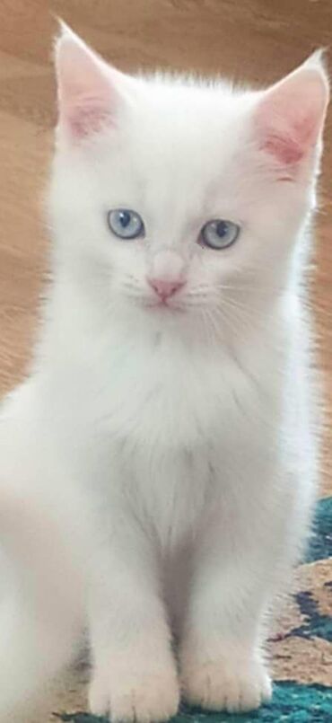Коты: Белоснежные котята Као Мани мальчик и девочка возраст 1 мес мама