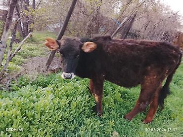 Коровы, быки: Продаю | Тёлка, Музоо, торпок — 11