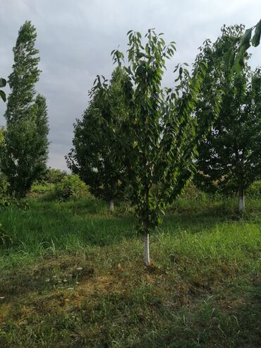 Torpaq sahələrinin satışı: 12 sot, Tikinti, Mülkiyyətçi, Kupça (Çıxarış) -da lalafo.az — 14 Torpaq sahələrinin satışı: 12 sot, Tikinti, Mülkiyyətçi, Kupça (Çıxarış) — 14