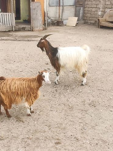 heleb keçileri: Cavan Heyvandi 3 qarın 
Altında Dişi çəpiş 
razılaşmaq olar — 1