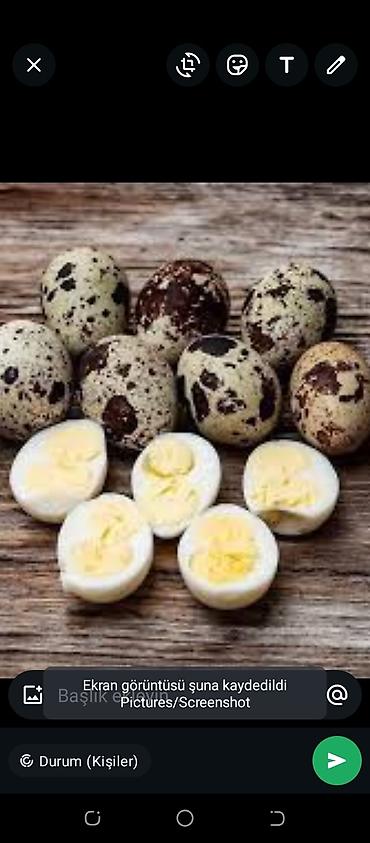 broyler toyuq satisi: Salam Bildirçin diri 
Kəsilib təmizlənmiş
yumurtası mayalı mayasız — 2