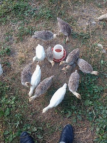 ordək balası və cucə: Məhsul: Türki balaları (hind toyuğu cücələri) Təsvir: - Şəkillərdə — 2