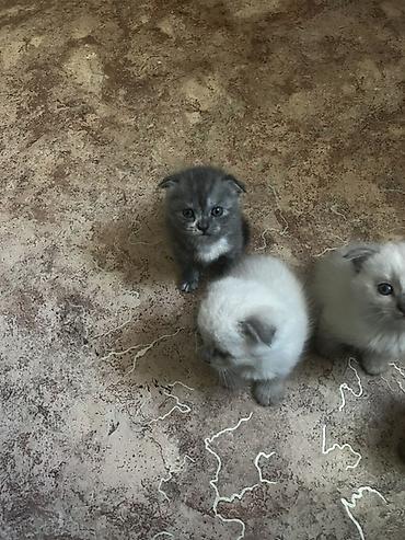 Шотландские котята с висячими ушками (Scottish Fold). Окрас