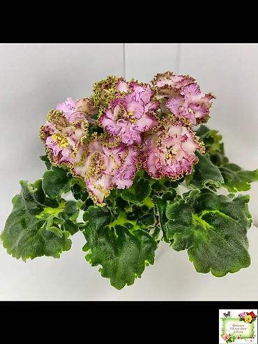 Фиалки и глоксинии: 🌱🌺🌱 Продаю сортовые ДЕТКИ стандартных, трейлерныхмини и полумини — 15