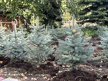 ёлки зелёные: Ель колючая (Picea pungens), голубая форма — саженцы для озеленения — 3