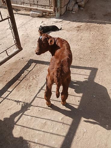 Dana, buzov: Dana, buzov, Erkək, ay: 3, 1 kq, Damazlıq, Ünvandan götürmə — 2