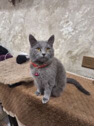 Pişiklər: Dişi, Yaxşı əllərə, Ünvandan götürmə