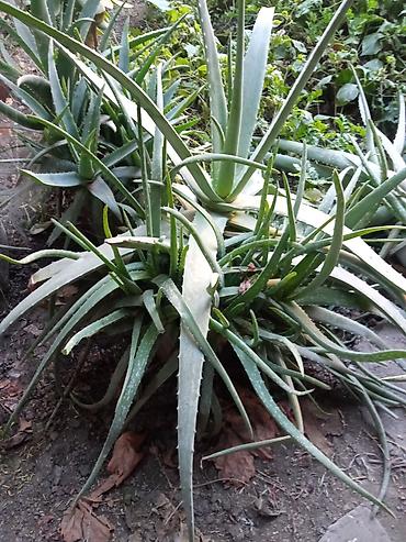 алоэ вера ош: Алоэ вера (Aloe vera) — крупные взрослые розетки с мясистыми — 5