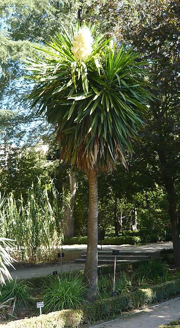 Yucca: hətta yeni başlayanlarla birlikdə gedən sərt gözəllik. Bütün
