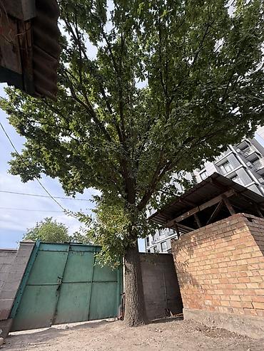 моляр по дереву: Продам дерево дуб 
Цена договорная срочно — 2